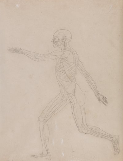 Vergleichende anatomische Darstellung der Struktur des menschlichen Körpers mit der eines Tigers und einer Kuh von George Stubbs